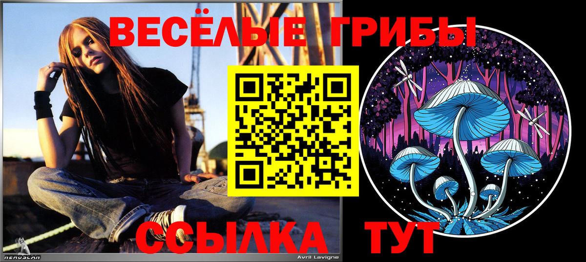 как найти закладки  Вход с VPN  Котлас  Псилоцибиновые грибы мухоморы 